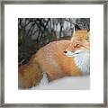 Fox In The Woods Framed Print