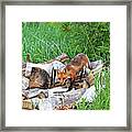 Fox In The Woodpile Framed Print