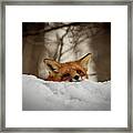 Fox Resting On Roof Framed Print