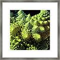 Fractal Cauliflower Framed Print