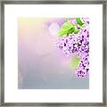 Fragile Lilac Framed Print
