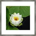 Fragrant Water Lily Opening In Summer Framed Print