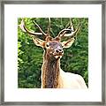 Free Roaming Framed Print