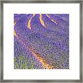 French Lavender Rows In Provence One Framed Print