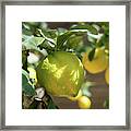 Fresh Lemon, Lovely Lemon Tree And Flowers In Spring Framed Print