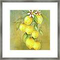 Fresh Lemons On The Vine Framed Print