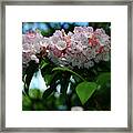 Fresh Mountain Laurel In South Shenandoah Appalachian Trail Framed Print