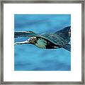 The Great Iwa Aka Frigatebird. Framed Print