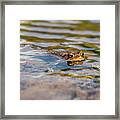 Frog In The Pond 2 Framed Print