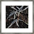 Frost On Crabgrass Framed Print