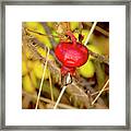 Frostbitten Rose-hip Framed Print