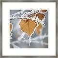Frosty Birch Leaf Framed Print