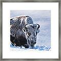 Frozen Bison Framed Print