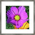 Fuchsia And Orange Framed Print