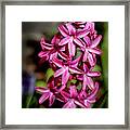 Fuchsia Hyacinth Framed Print