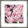 Full Bloom Framed Print