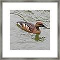 Fulvous Whistling Duck Framed Print