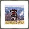 Fun Face. Hound- Bohemian Wire Haired Pointing Griffon Framed Print