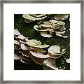 Fungus Amoung Us Framed Print