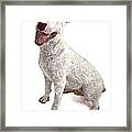 Funny And Cute, English Bull Terrier Dog Framed Print