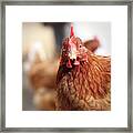 Funny Expression Of Domestic Hen On The Garden Framed Print