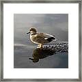 Gadwall Duck In The Morning Framed Print