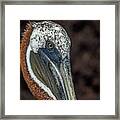 Galapagos Brown Pelican Face Close-up Framed Print