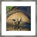 Galapagos Giant Tortoise In The Mud Framed Print