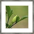 Gardenia Bud Framed Print