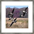 Geese Landing Framed Print