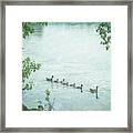 Geese On The Cedar River Iowa Framed Print