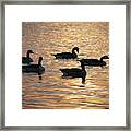 Geese Reflections Framed Print