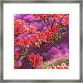 Gentle Red Of Rhododendron Kaempferi 3 Framed Print