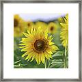 Georgia Sunflowers Framed Print