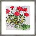 Geraniums For Nana Framed Print