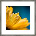 Gerber Daisy Love Framed Print