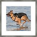 German Shepherd Framed Print