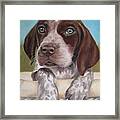 German Shorhaired Pointer Puppy Framed Print