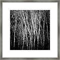 Ghost Aspens Framed Print