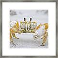 Ghost Crab Framed Print
