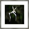Ghost Orchid 2 Framed Print
