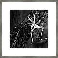 Ghost Orchid Bw Framed Print