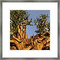 Giant Ancient Bristlecone Pine Tree Pinus Longeava White Mou Framed Print