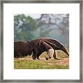 Giant Anteater In Pantanal Framed Print