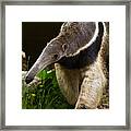 Giant Anteater Framed Print