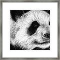 Giant Panda Framed Print