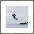 Giant Seagull Attacks Ferry Framed Print