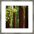 Giant Sequoias In Mariposa Grove Framed Print