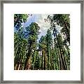 Giant Sequoias Sequoiadendron Gigantium Yosemite Framed Print