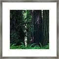 Giant Tree Trunks And Ferns Framed Print